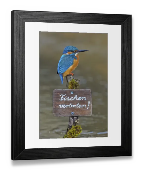 Framed Print : Kingfisher (Alcedo atthis), male