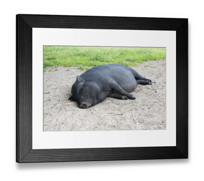 Framed Print : Black mini pig, pot-bellied pig Framed Print : Black mini pig, pot-bellied pig