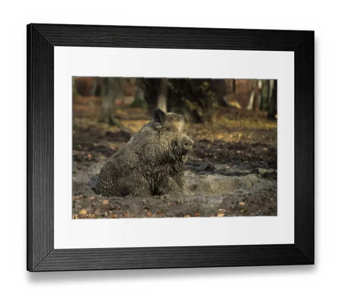 Framed Print : Wild Boar (Sus scrofa) wallowing in mud, dirty Framed Print : Wild Boar (Sus scrofa) wallowing in mud, dirty