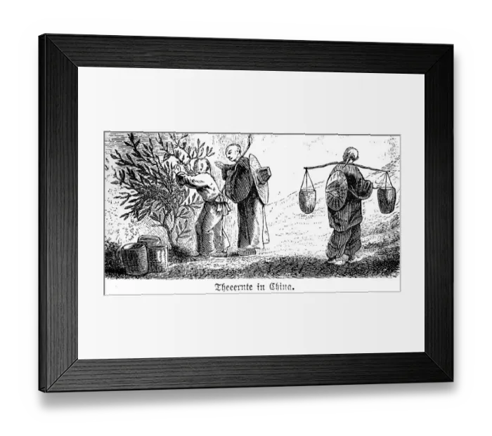 Framed Print : Tea, harvest, plant, people, pick