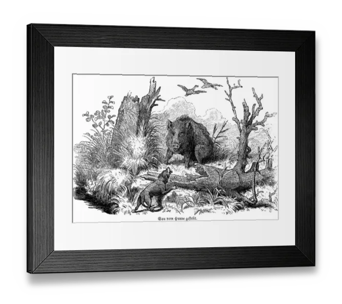 Framed Print : Sow put by dog, wild sow, birds Framed Print : Sow put by dog, wild sow, birds