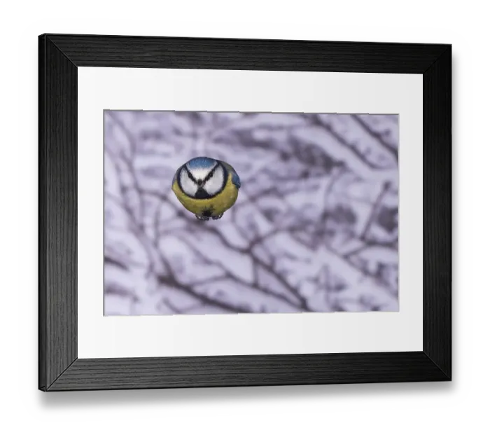 Framed Print : Blue tit (Parus caeruleus), blue tit in flight Framed Print : Blue tit (Parus caeruleus), blue tit in flight