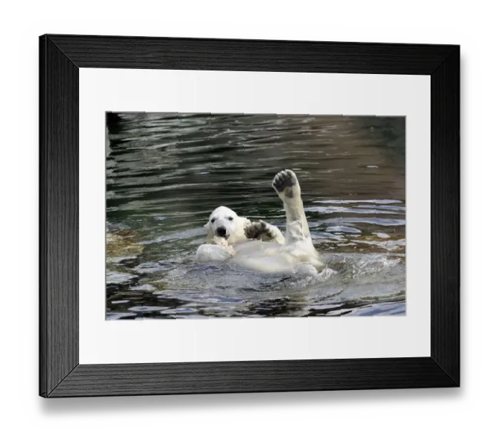 Framed Print : Wilbaer, young Polar Bear (Ursus maritimus) swimming in the water