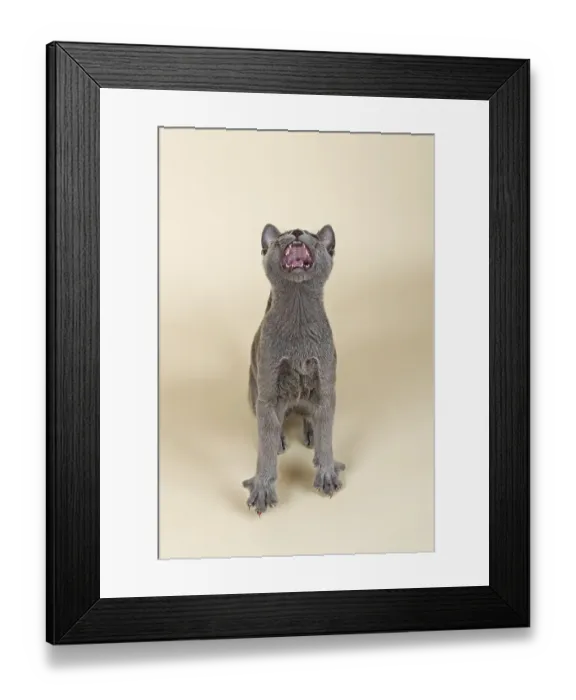 Framed Print : Russian Blue kitten, 20 weeks