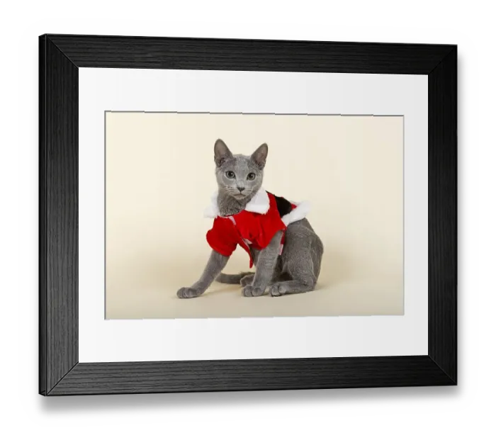 Framed Print : Russian Blue kitten, 20 weeks, dressed for Christmas