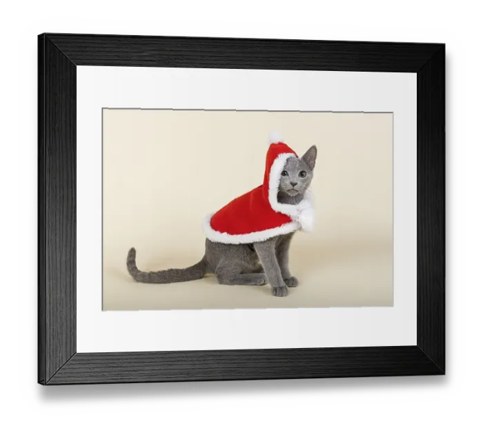 Framed Print : Russian Blue kitten, 20 weeks, dressed for Christmas Framed Print : Russian Blue kitten, 20 weeks, dressed for Christmas