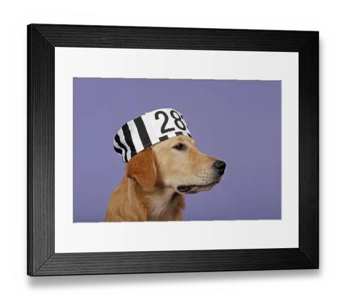 Framed Print : Golden Retriever, 7 months, with prisoner's hat