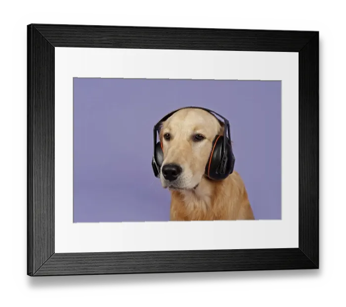 Framed Print : Golden Retriever, 7 months, with headphones