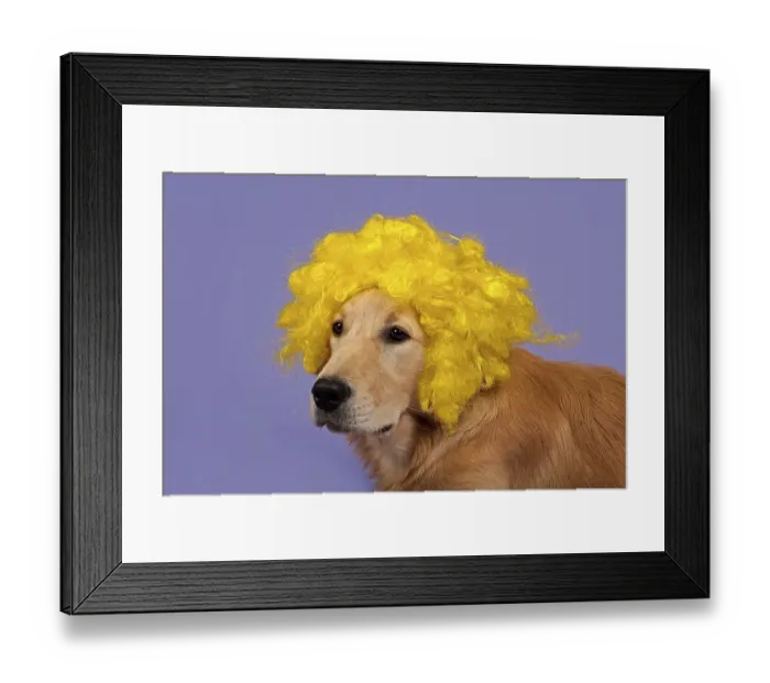 Framed Print : Golden Retriever, 7 months, with yellow curly wig