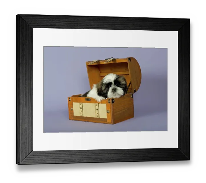 Framed Print : Shih Tzu puppy, 10 weeks, gold white Framed Print : Shih Tzu puppy, 10 weeks, gold white