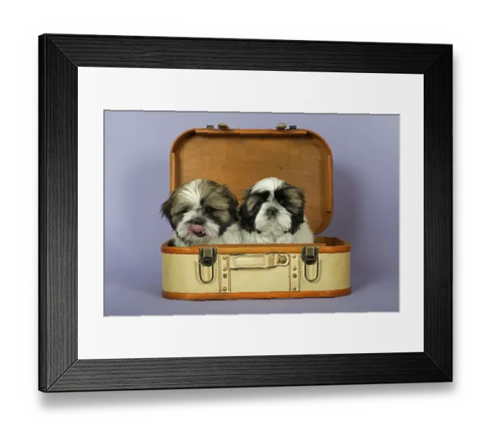 Framed Print : Two Shih Tzu puppies, 10 weeks