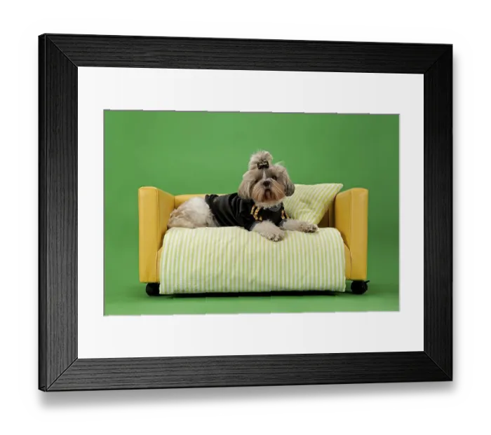 Framed Print : Shih Tzu, female, 3 years, colour white gold