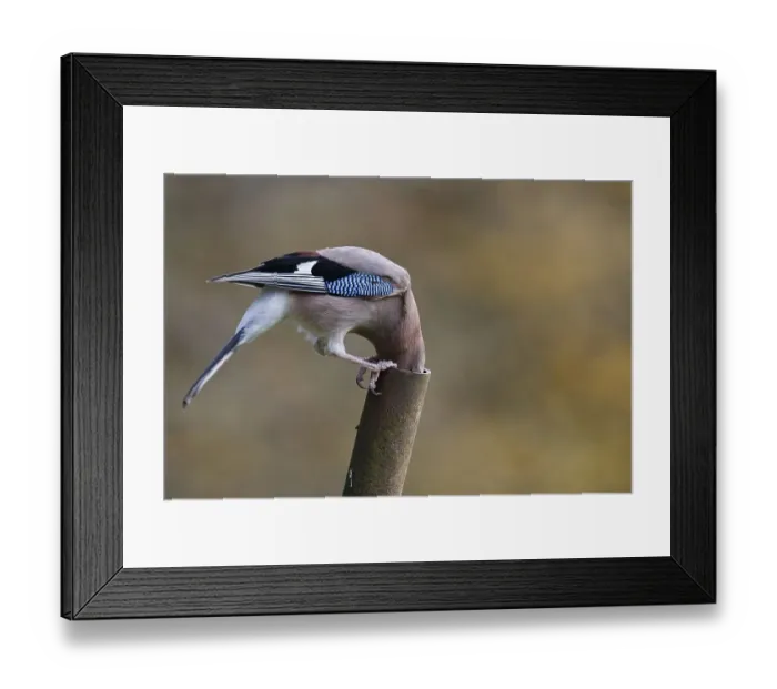 Framed Print : Eurasian jay (Garrulus glandarius)