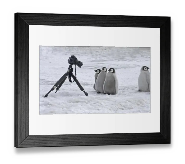Framed Print : Emperor Penguin (Aptenodytes forsteri)