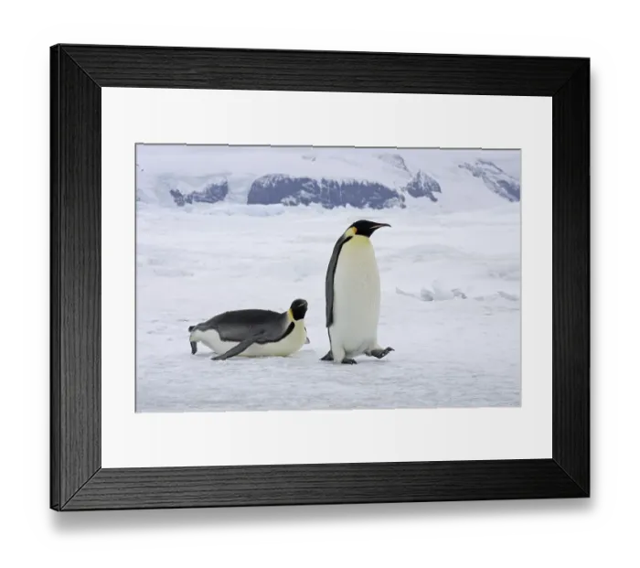 Framed Print : Emperor Penguin (Aptenodytes forsteri) Framed Print : Emperor Penguin (Aptenodytes forsteri)