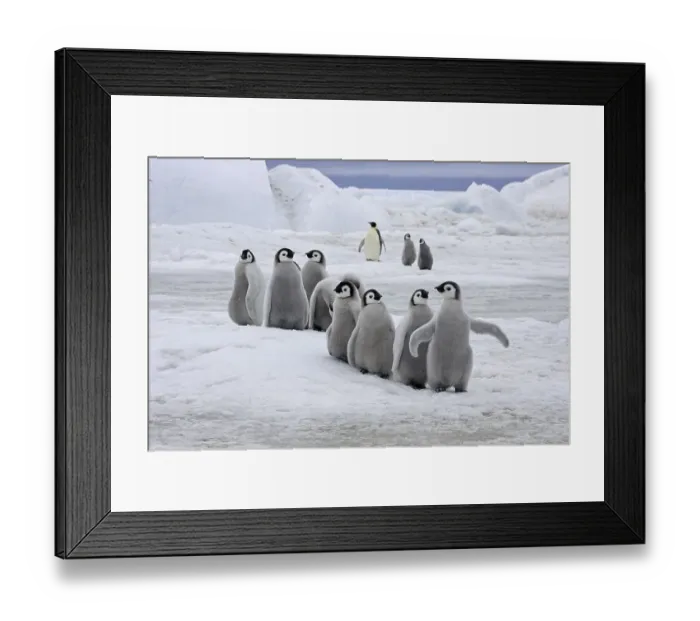 Framed Print : Emperor Penguin (Aptenodytes forsteri)