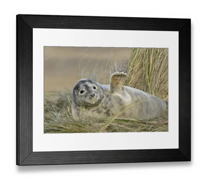 Framed Print : Grey Seal (Halichoerus grypus)