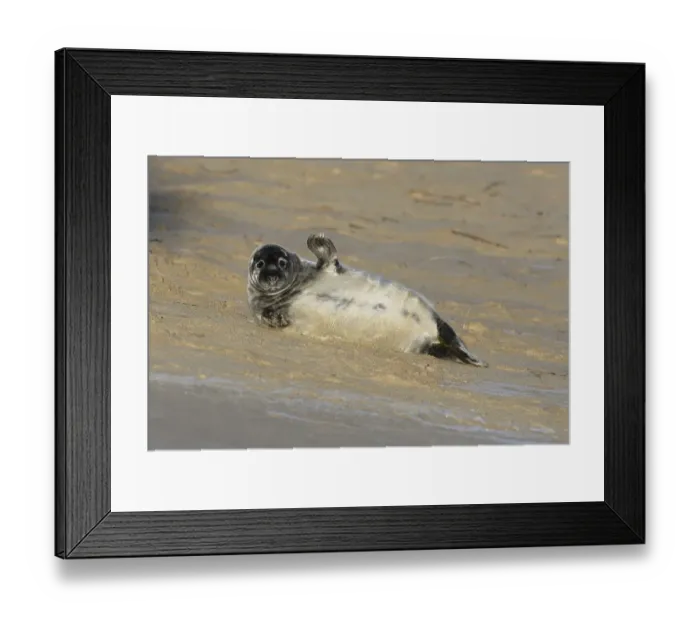 Framed Print : Grey Seal (Halichoerus grypus)