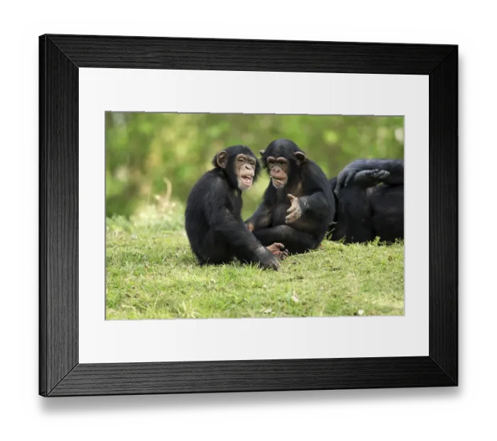 Framed Print : Chimpanzee (Pan troglodytes), two young playing