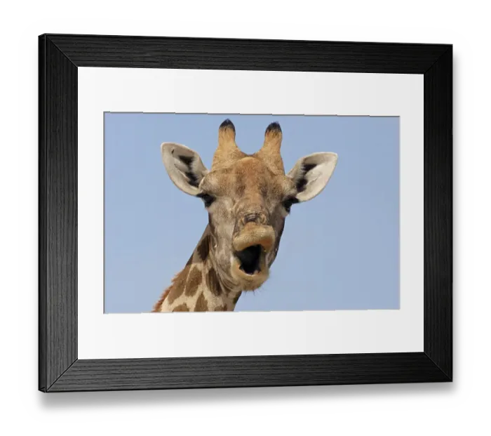 Framed Print : Giraffe (Giraffa camelopardalis)