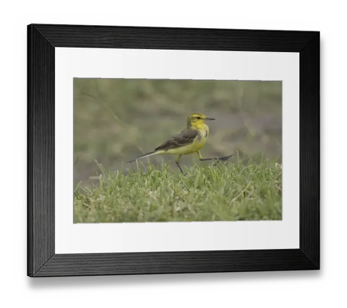 Framed Print : Yellow Wagtail (Motacilla flava), walking
