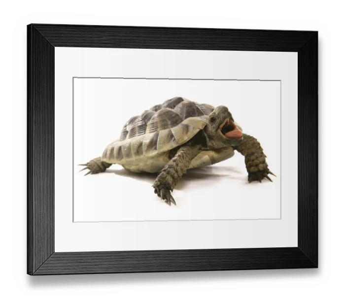 Framed Print : Hermann's Tortoise (Testudo hermanni)