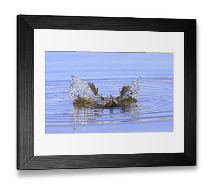 Framed Print : American Coot (Fulica americana) tip feeding Framed Print : American Coot (Fulica americana) tip feeding