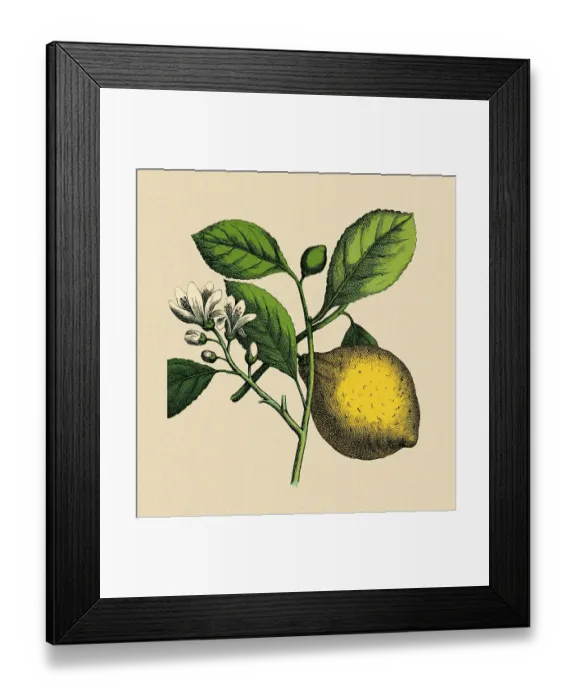 Framed Print : Lemon tree, historical illustration
