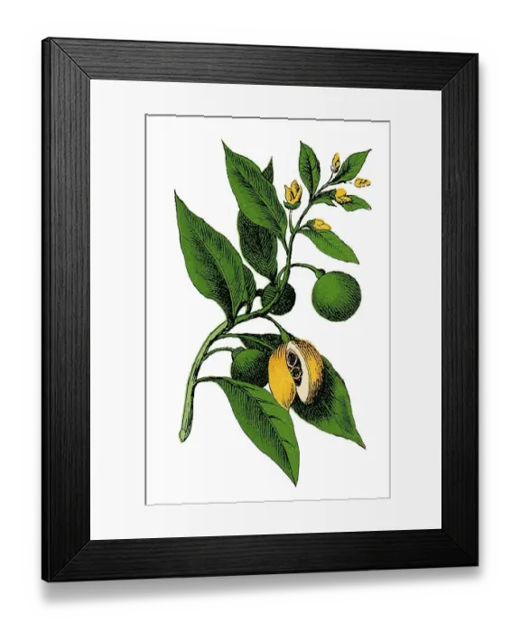 Framed Print : Nutmeg, historical illustration