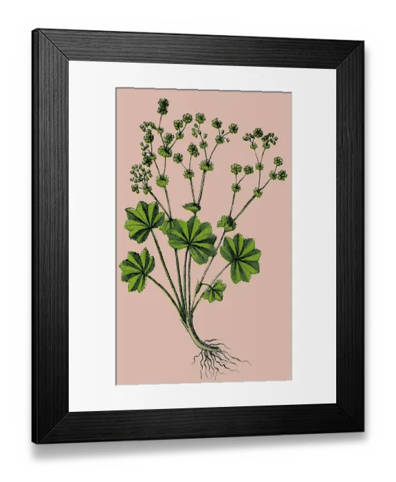 Framed Print : Lady's Mantle, historical illustration