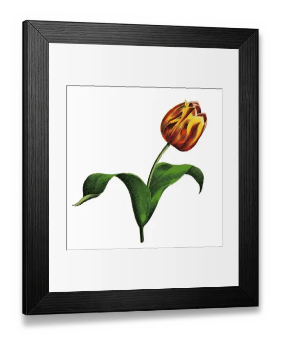 Framed Print : Garden tulip, historical illustration