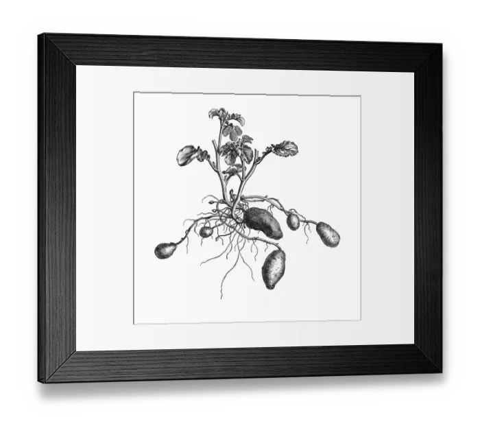 Framed Print : Potato plant, historical illustration from: Marie Adenfeller Framed Print : Potato plant, historical illustration from: Marie Adenfeller