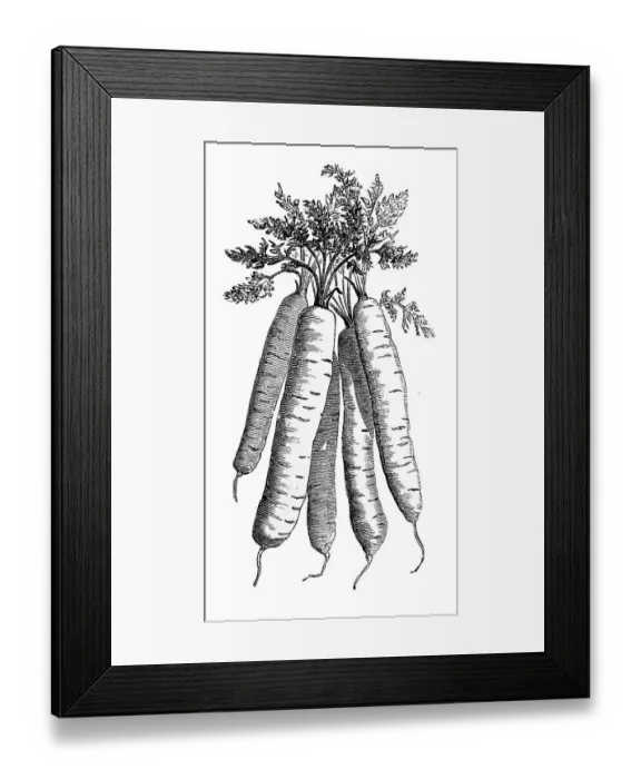 Framed Print : French carrot, historical illustration from: Marie Adenfeller Framed Print : French carrot, historical illustration from: Marie Adenfeller