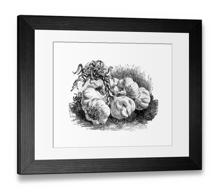 Framed Print : Garlic, historical illustration from: Theodore Long: General Illustrated Garden Book