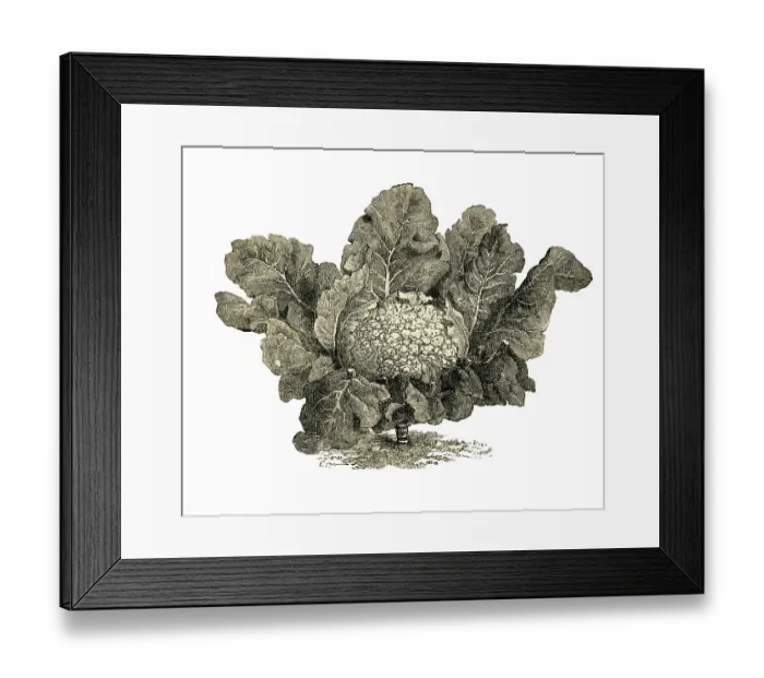 Framed Print : Frankfurt giant cauliflower, historical illustration from: Theodore Long: General Illustrated Garden Book Framed Print : Frankfurt giant cauliflower, historical illustration from: Theodore Long: General Illustrated Garden Book