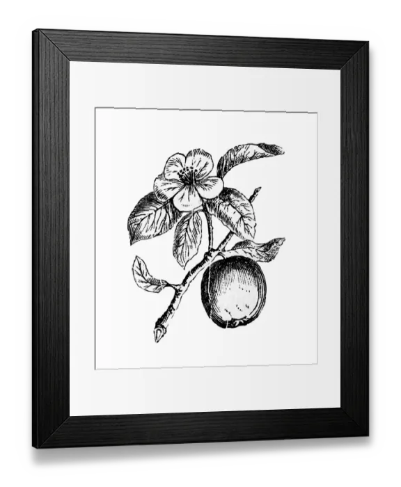 Framed Print : Quince, historical illustration from: Marie Adenfeller Framed Print : Quince, historical illustration from: Marie Adenfeller