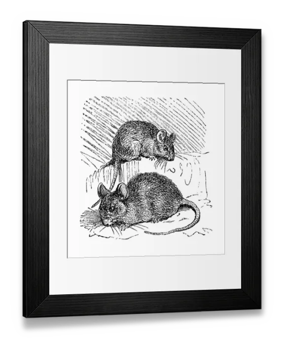 Framed Print : Mouse, historical illustration from: Marie Adenfeller