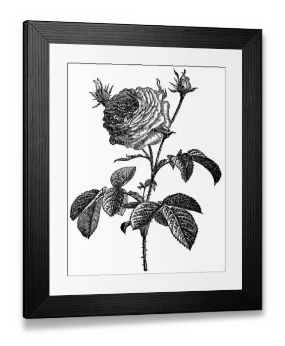 Framed Print : Rose, historical illustration from: Marie Adenfeller