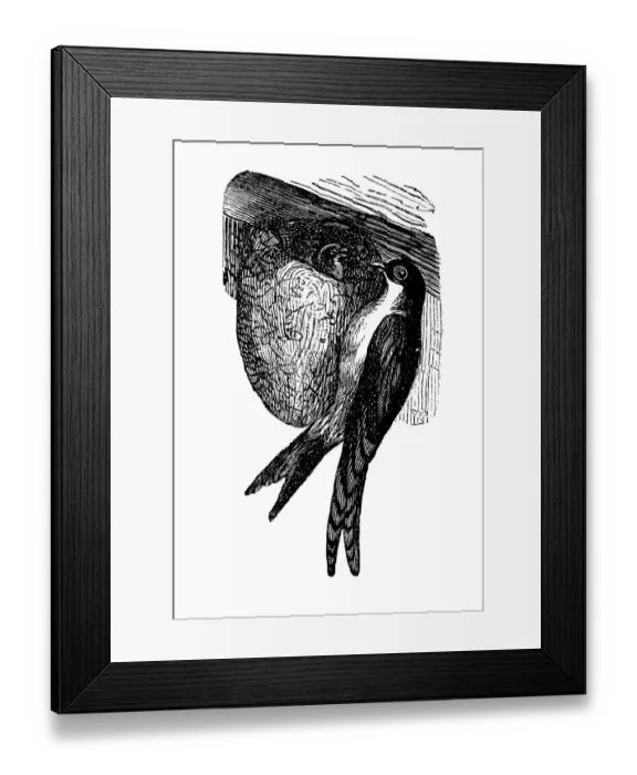 Framed Print : House Martin, swallow, historical illustration from: Marie Adenfeller