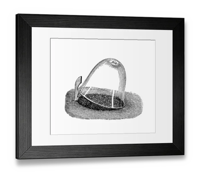 Framed Print : Sowing under a bell glass, historical illustration