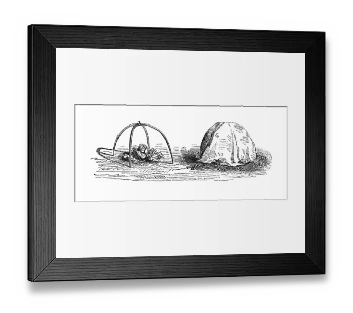 Framed Print : Protective cover for plants, historical illustration