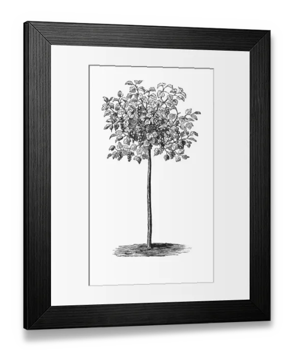 Framed Print : Tall Currant, historical illustration