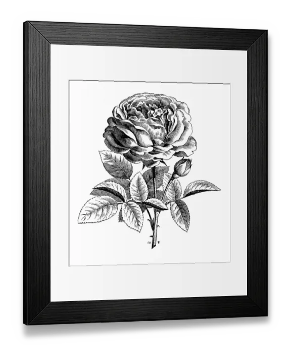 Framed Print : Rose La Reine, historical illustration Framed Print : Rose La Reine, historical illustration