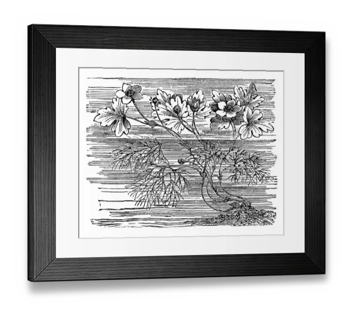 Framed Print : Water Buttercup, historical illustration Framed Print : Water Buttercup, historical illustration