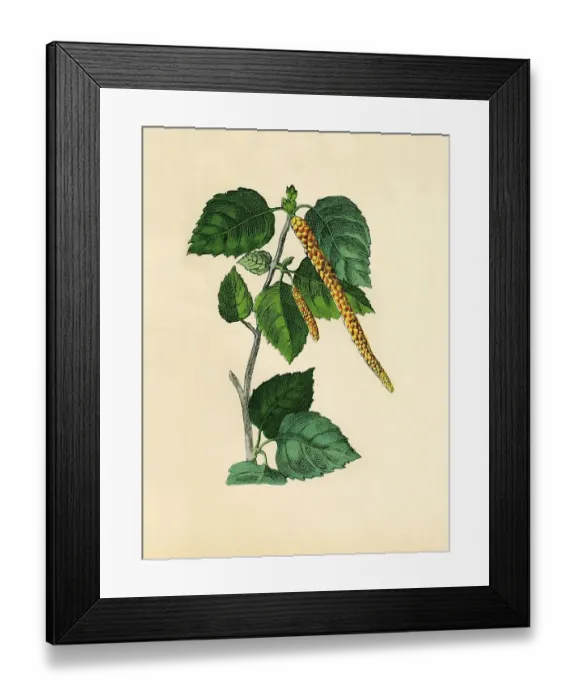 Framed Print : Birch, historical illustration