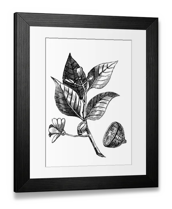 Framed Print : Lemon, historical illustration Framed Print : Lemon, historical illustration