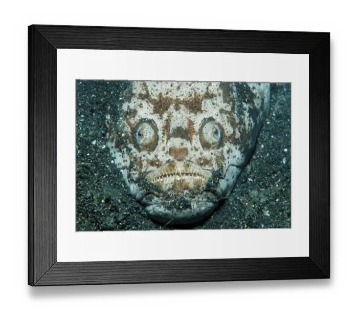 Framed Print : Stargazer, Lembeh Strait (Uranoscopus sufureus)