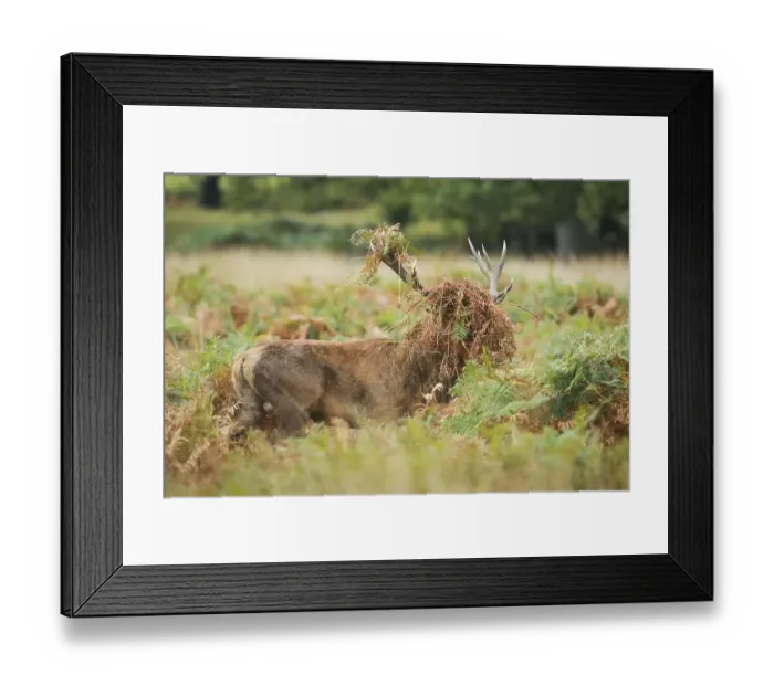 Framed Print : Red deer, Cervus elaphus, Richmond Park Framed Print : Red deer, Cervus elaphus, Richmond Park