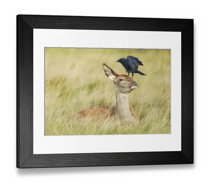 Framed Print : Red deer and jackdaw, Cervus elaphus Framed Print : Red deer and jackdaw, Cervus elaphus
