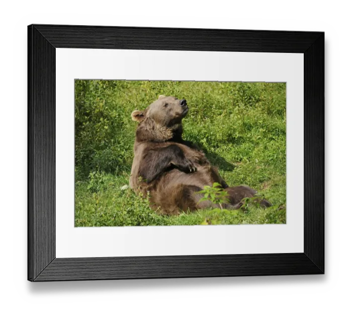 Framed Print : Brown bear (Ursus arctos) lying on his back sunbathing Framed Print : Brown bear (Ursus arctos) lying on his back sunbathing